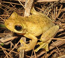 220px-Litoria_tyleri